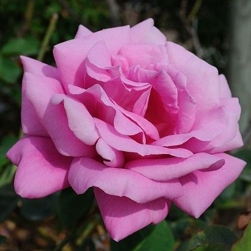 Gärtnerei - Rosa Eminence - violett - teehybriden-edelrosen - stark duftend - Jean-Marie Gaujard - Echte lilafarbene Rose. Die Lila mag, soll diese kaufen.